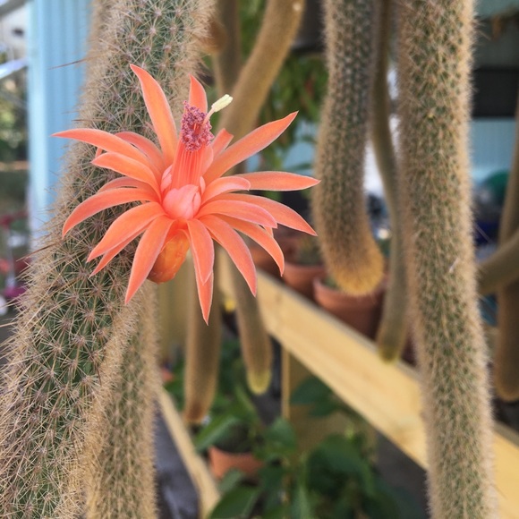 Meet Your Posher, Felicia! 💕 - Picture 8 of 8